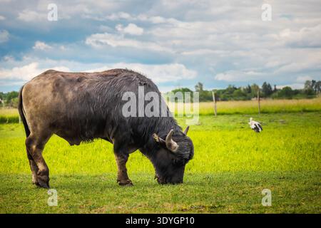 Bufalo d'acqua con corna curve che pascolano in un pascolo verde lussureggiante con una cicogna sullo sfondo Foto Stock