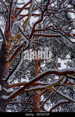Rami e tronchi di pino ricoperti di neve visti dal basso nella foresta invernale Foto Stock