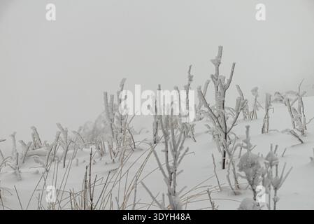 Primo piano di arbusti di montagna ghiacciati e cespugli ricoperti da spessi ghiacci bianchi e neve, creando una texture e un motivo invernali naturali dettagliati. Smerek Foto Stock