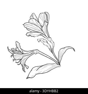 Giglio fiorisce su uno stelo con gemme. Illustrazione vettoriale. Fiori disegnati a mano di erbe selvatiche e piante medicinali, isolati sullo sfondo. Non IA. Illustrazione Vettoriale