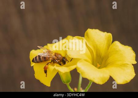 Api mellifere che raccolgono il polline sul fiore giallo Oxalis. Primo piano di api con cesti di polline sulle gambe Foto Stock