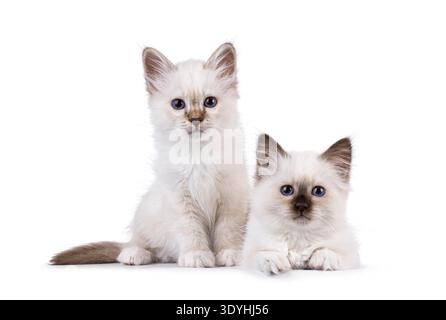 Adorabile duo di gattini del Sacro Birman, seduti e distesi uno accanto all'altro. Entrambi guardano verso la fotocamera con occhi blu specifici della razza. Isolato su sfondo bianco. Foto Stock