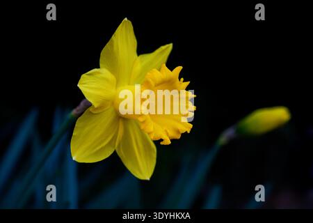 Primo piano di un singolo fiore di narcisi giallo che fiorisce su uno sfondo scuro Foto Stock