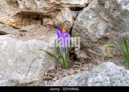 Fiore di croco primaverile che appare tra le pietre su suolo naturale Foto Stock