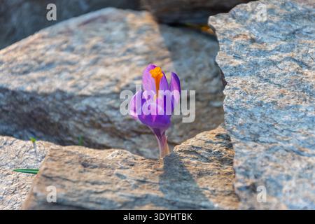 Croco viola che emerge tra le pietre su suolo naturale in primavera Foto Stock