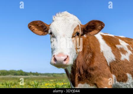 Un'etichetta auricolare per mucche e gadfly, occhi carini e naso rosa, rosso e bianco adorabili, giovane e felice, un cielo blu Foto Stock