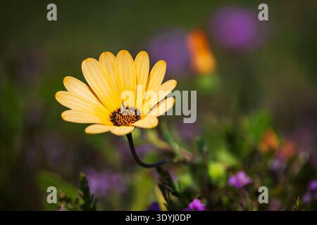 Cape Marigold, African Daisy Dimorphotheca West Coast National Park, Langebaan, Western Cape, Sudafrica Foto Stock