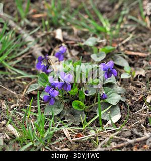 Primo piano di violette viola selvatiche che fioriscono nel terreno della foresta all'inizio della primavera Foto Stock