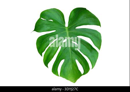 Monstera lascia foglie con foglie isolate su sfondo trasparente. Pianta di Monstera, grande foglia singola verde con stelo isolato. Foto Stock