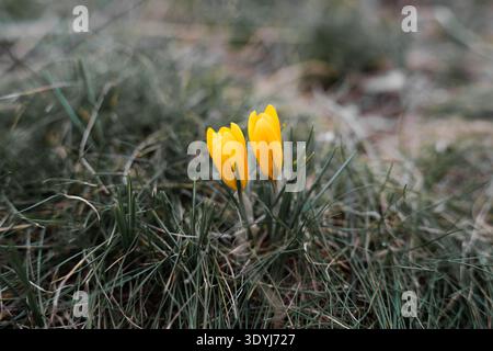 Bellissimi crochi gialli (Crocus flavus) che emergono dall'erba secca in una giornata primaverile. Primi segni di primavera. Foto Stock