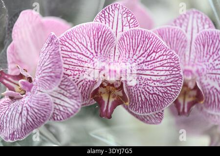 Fiori di orchidea Phalaenopsis rosa e bianchi in primo piano dettagliato, che mostrano petali striati eleganti e bellezza botanica tropicale Foto Stock