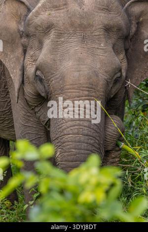 Elefante asiatico fotografato nel Parco Nazionale di Nagarhole (Kabini, India) Foto Stock