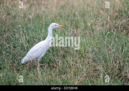 Fusto di bestiame (Bubulcus ibis) per foraggio a terra Foto Stock