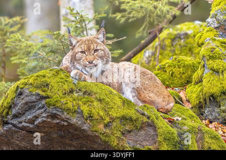 Lynx (Lynx Lynx) questo gatto predatore eurasiatico di medie dimensioni è originario della Siberia, dell'Asia centrale, orientale e meridionale, del nord, Europa centrale e orientale. R Foto Stock