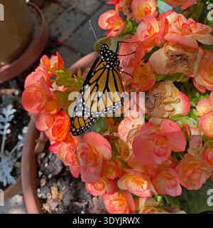 Una farfalla monarca appena emersa che riposa sui fiori di Dragone Sunset Begonia, sotto la luce del sole soffusa, in estate, a Trevor, Wisconsin, STATI UNITI Foto Stock