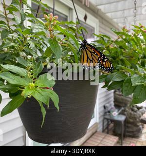 Una nuova Monarch Butterfly che riposa su una pianta in fiore, in estate, a Trevor, Wisconsin, Stati Uniti Foto Stock