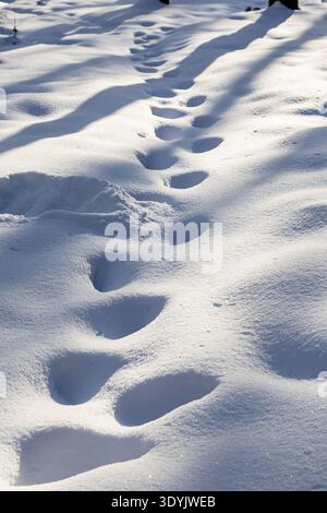 presenza di neve profonda nella foresta innevata del parco cittadino nelle soleggiate giornate invernali Foto Stock