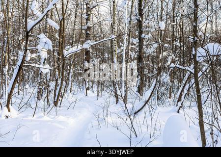 vista del sentiero nella neve fresca nella foresta del parco cittadino il giorno d'inverno Foto Stock