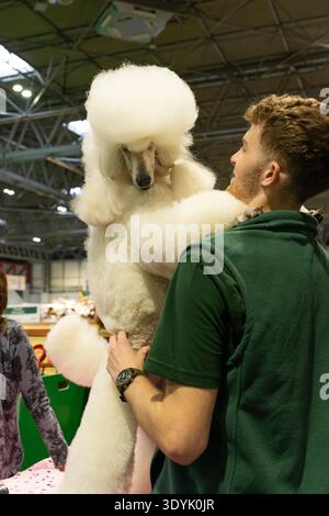 Birmingham, Regno Unito. 7 marzo 2026. Standard Poodle Ringside at Crufts 2026 credito: victoria elsmore/Alamy Live News Foto Stock