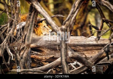 Leone maschio che riposa dietro tronchi caduti e rami aggrovigliati in boschi secchi, vista profilo con luce naturale calda e profondità di campo bassa. Foto Stock