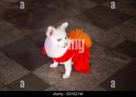Un piccolo cane bianco che indossa un abito rosso e arancione si siede su un pavimento di piastrelle scure. cane piccolo, moda per animali, animale domestico Foto Stock