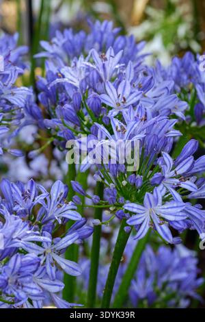 Agapanthus Blue, African Lily Blue, fiori blu con testa di bacchetta in estate Foto Stock