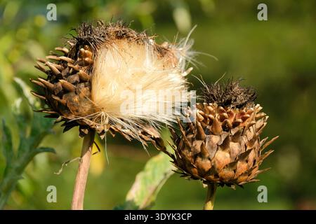 Cynara cardunculus, cardoon, carciofo d'India, grandi teste di semi soffici in autunno Foto Stock