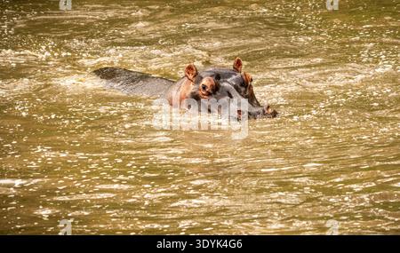 Hippopotamus parzialmente sommerso in acqua marrone torbida, testa e occhi visibili mentre nuota vicino alla superficie Foto Stock