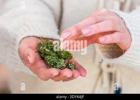 Marijuana o boccioli di cannabis asciutti e rifiniti nelle mani di una ragazza con un maglione bianco Foto Stock