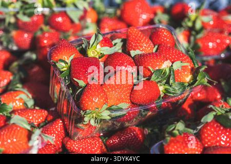 Grandi fragole rosse mature fresche con foglie verdi in un contenitore di plastica o in una scatola nel mercato di frutta e verdura, primo piano Foto Stock