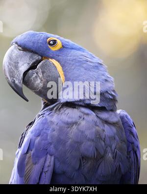 Ritratto verticale della fauna selvatica di un pappagallo di Giacinto con piume blu intenso e anello oculare giallo. Esotico uccello tropicale in ambiente naturale con so Foto Stock