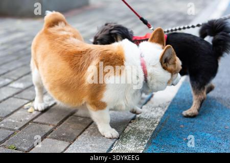 Corgi e il piccolo cane al guinzaglio camminando sul marciapiede della città a Shanghai, Cina Foto Stock