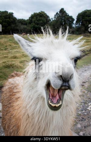 Ritratto ravvicinato di un Llama curioso con una divertente espressione a bocca aperta in un paesaggio rurale delle Ande in Ecuador. Foto Stock