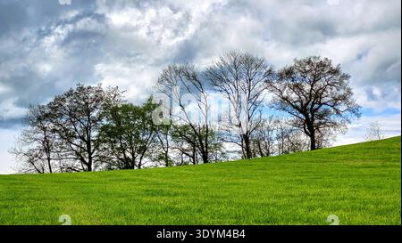 Fresco paesaggio primaverile nella campagna svizzera caratterizzato da prati verdi lussureggianti, dolci colline ondulate, alberi sparsi, cielo blu luminoso con nuvole bianche. Foto Stock