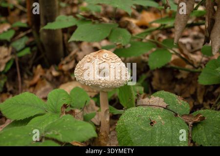 Funghi selvatici che crescono nella foresta. Funghi Parasol (Macrolepiota procera) Foto Stock