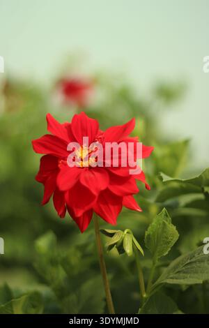 Primo piano del fiore rosso di Dahlia in piena fioritura con il centro giallo Foto Stock