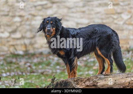 Un cane Hovawart nero, Canis lupus familiaris, si erge su un tronco caduto di fronte a un muro di pietra pallida all'aperto. Foto Stock