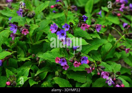 Pulmonaria (mosto di lungometraggio) fiori di diverse tonalità di viola in una sola infiorescenza. Pianta di miele dell'Ucraina. I primi fiori primaverili. Pulmonaria officin Foto Stock