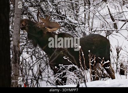 Un alce di toro sorge tra alberi innevati, navigando tranquillamente sui rami giovani in una tranquilla foresta boreale. Foto Stock