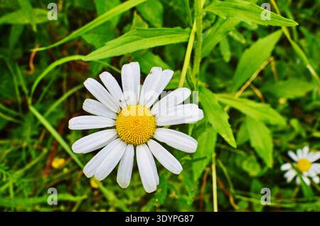 White big chamomiles crescono nel giardino estivo closeup, fiori in natura Foto Stock