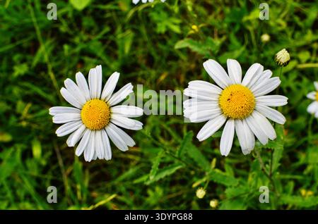 White big chamomiles crescono nel giardino estivo closeup, fiori in natura Foto Stock