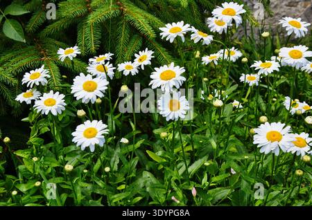 White big chamomiles crescono nel giardino estivo closeup, fiori in natura Foto Stock