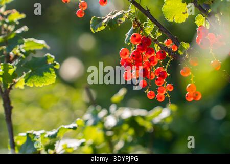 Ribes rosso maturo appeso su un ramo nel giardino illuminato dal sole Foto Stock