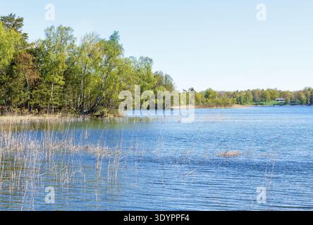 Lago con canne nell'acqua Foto Stock