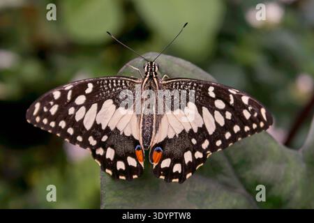 Un'impressionante fotografia ravvicinata di un Papilio demoleus, comunemente noto come Lime Swallowtail o Common Lime Butterfly, catturato riposando su una vivace zampa Foto Stock