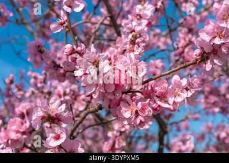Dettaglio macro dei fiori di mandorlo rosa (Prunus dulcis) in piena fioritura durante la stagione Pfälzer Mandelblüte lungo la strada del vino tedesca. Delicati cinque petali Foto Stock
