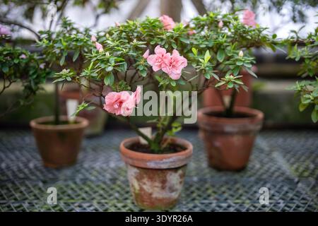 Azalea rosa che fiorisce in serra. Rododendro in fiore in vaso di argilla in serra in primavera Foto Stock
