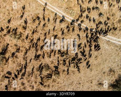 Vista aerea della mandria di Cape Buffalo nel Delta dell'Okavango, del Chobe National Park, del Botswana Foto Stock