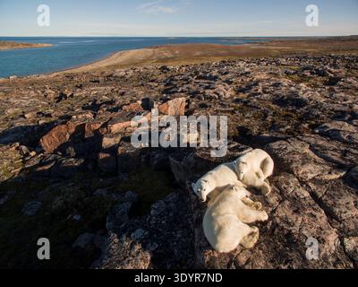 Polar Bear and Cubs a Hills lungo Repulse Bay, Nunavut, Canada Foto Stock