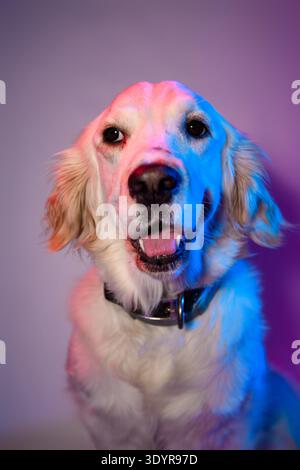 Ritratto di una femmina cane Golden Retriever illuminata normalmente con una vivace luce rossa e blu su sfondo rosa. Foto Stock